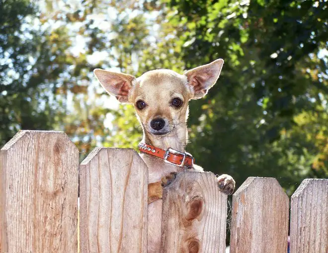 Dog Fence