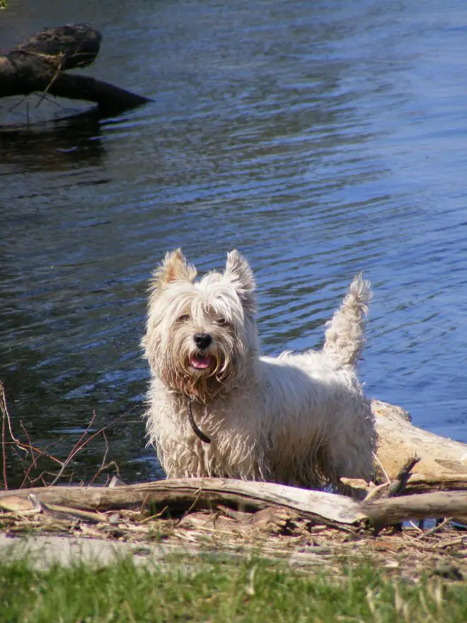 westie by water