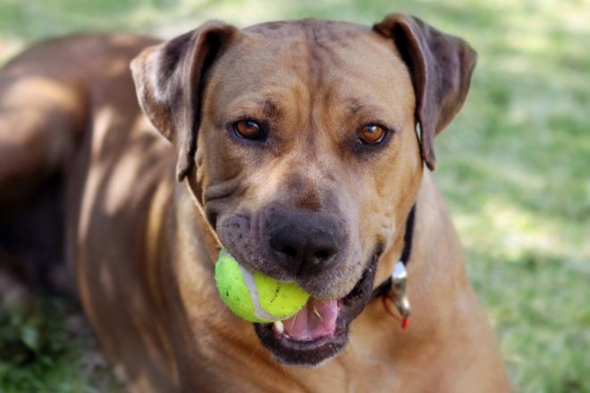 Dog with Tennis Balls