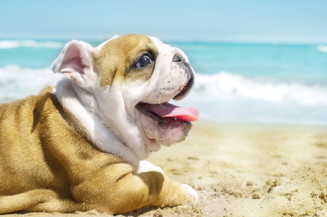 Puppy at the Beach