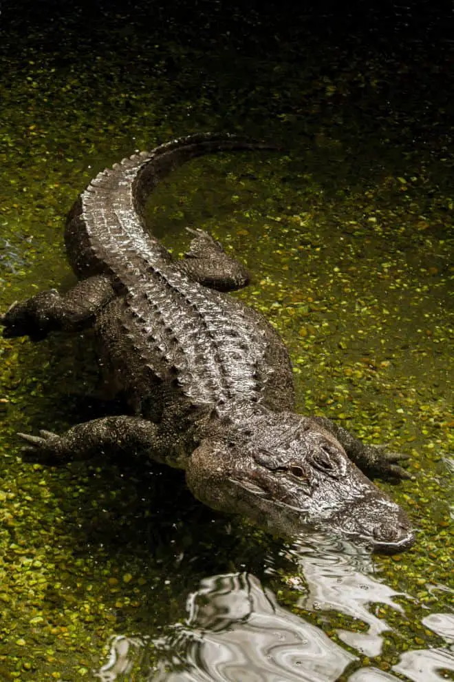 large alligator