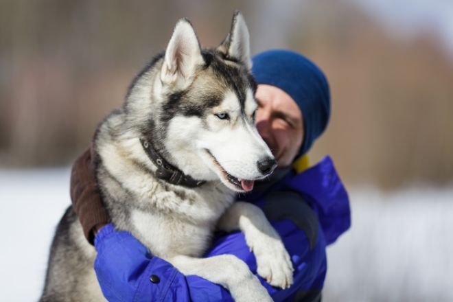 Husky Talkative