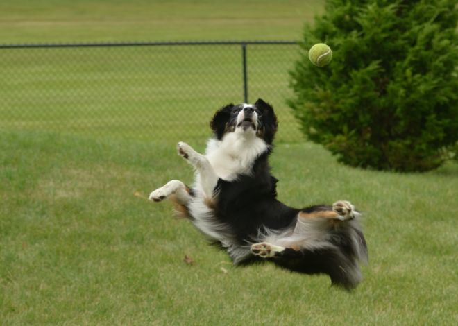 Dog with Tennis Balls