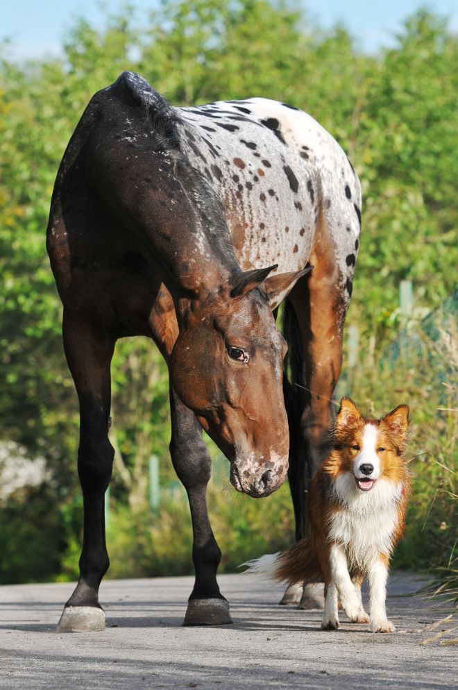 Dog and Horse