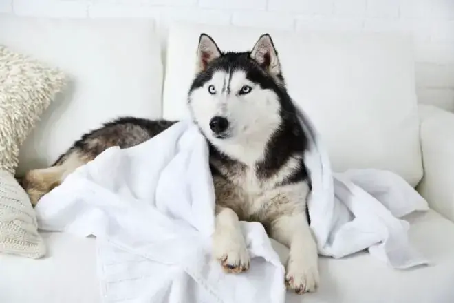 husky towel after bath