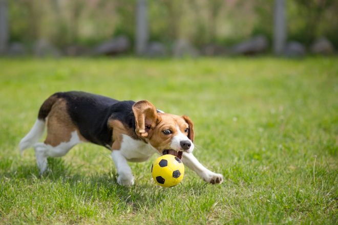 Dog Playing Soccer