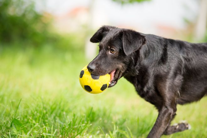 Dog Playing Soccer