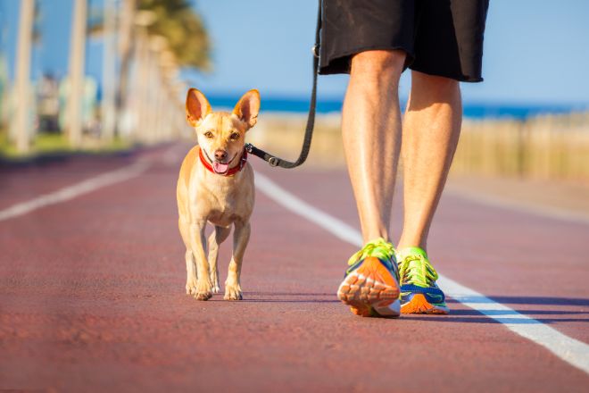 dog walking on leash