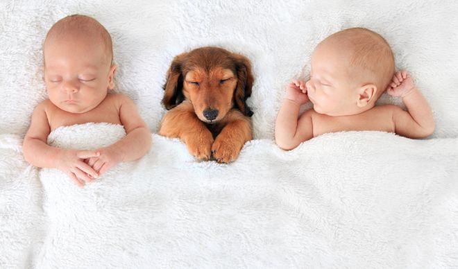 Dog with Baby