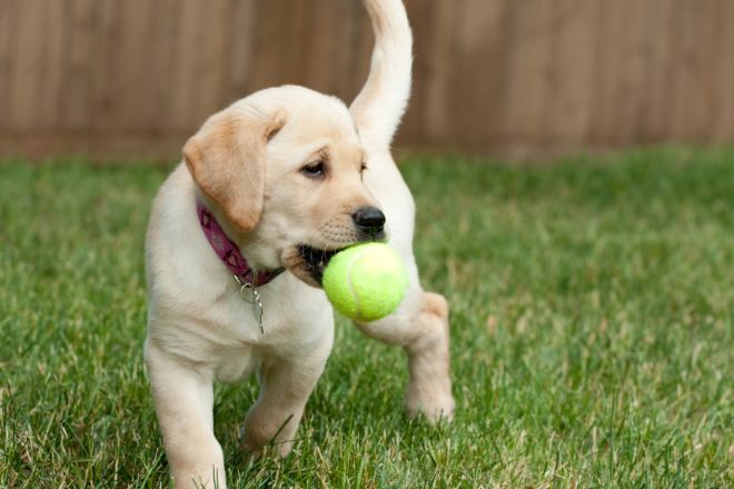 Dog with Tennis Balls