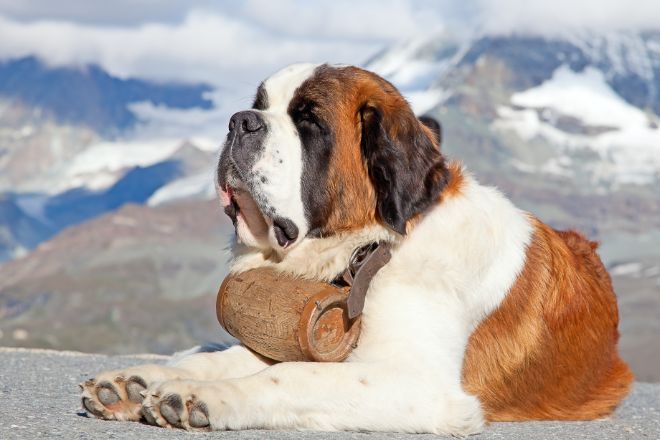 Saint Bernard Dog