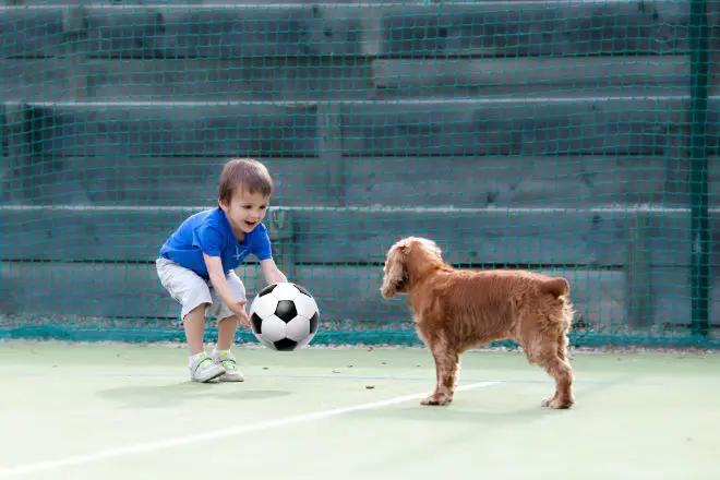 Dog Playing Soccer