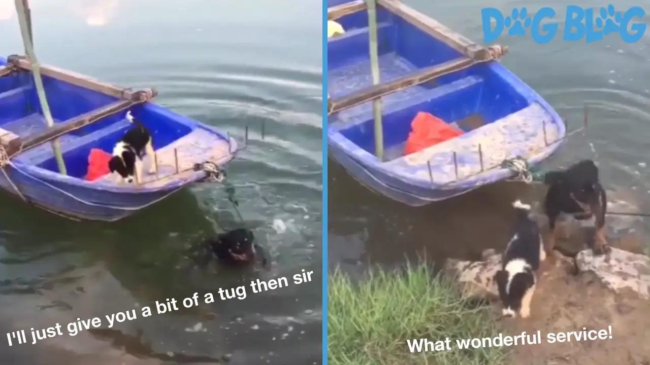 dog rescues friend on boat