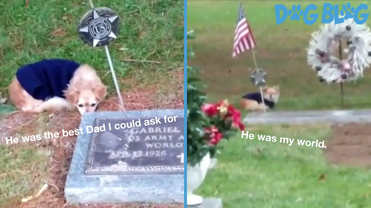loyal dog stays at grave