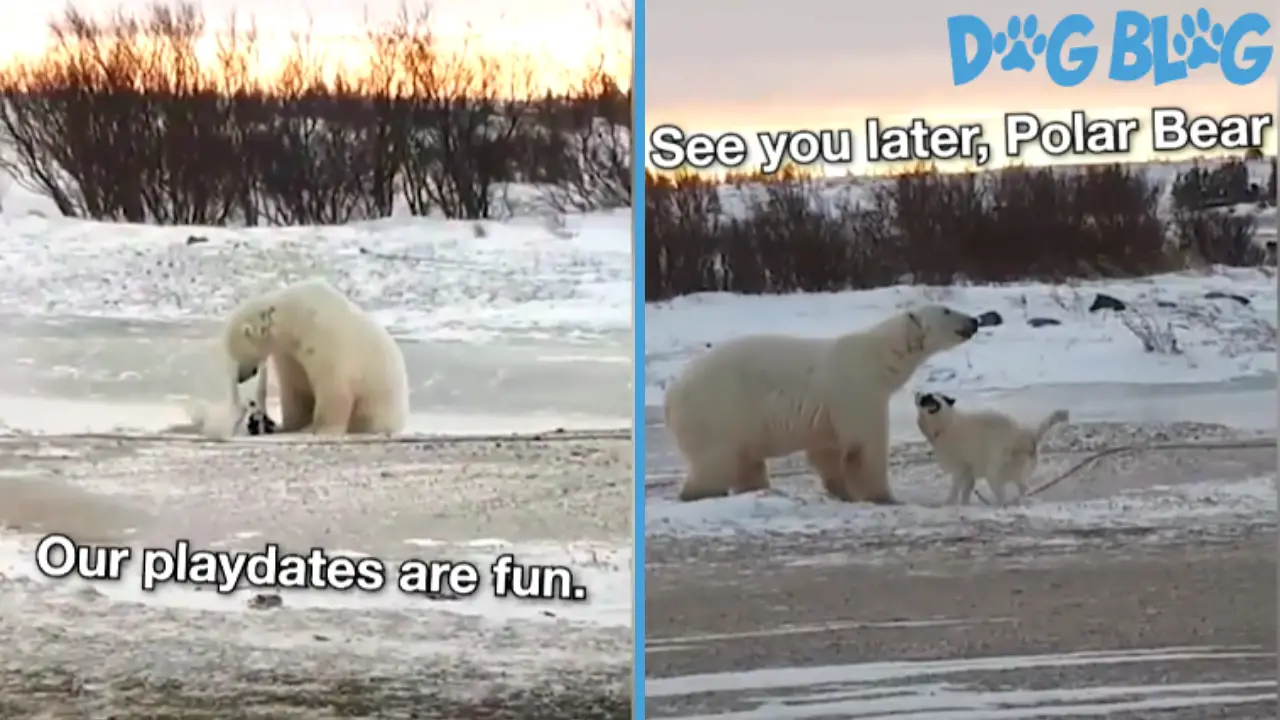 dog plays with polar bear