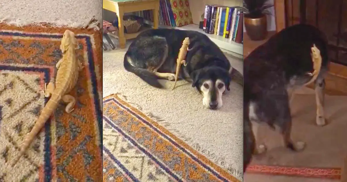 Bearded dragon rides on dog