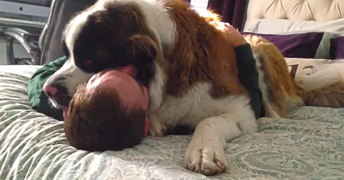 needy saint bernard