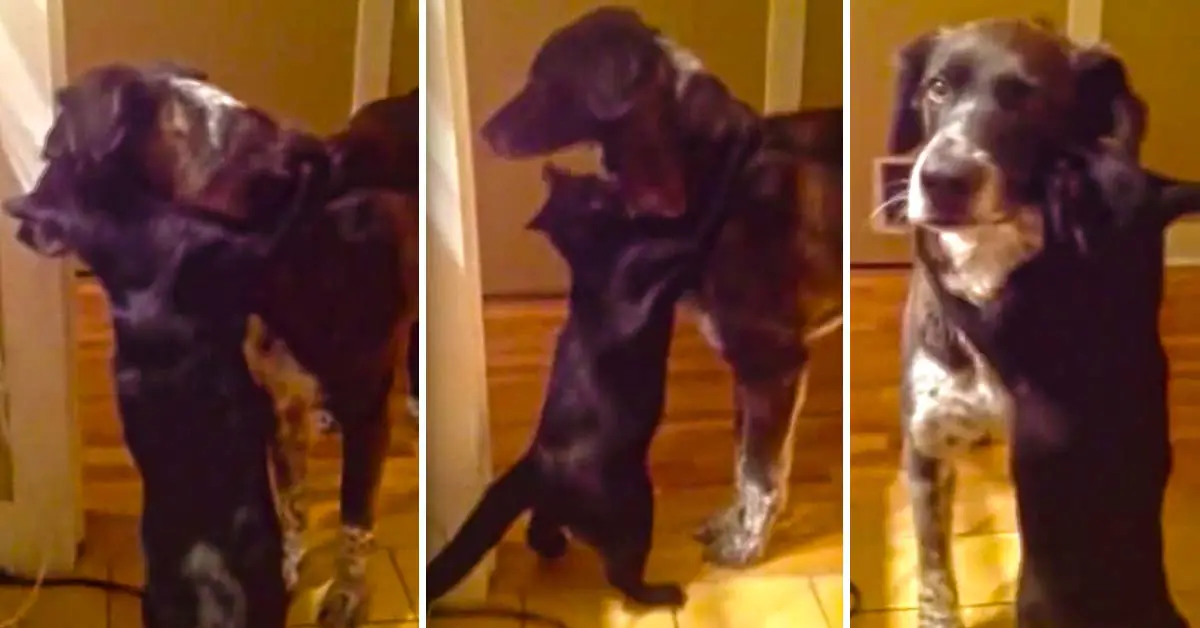 cat and dog hugging