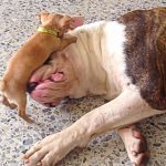 Chihuahua plays with bulldog