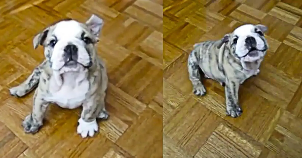 Chubby bulldog puppy