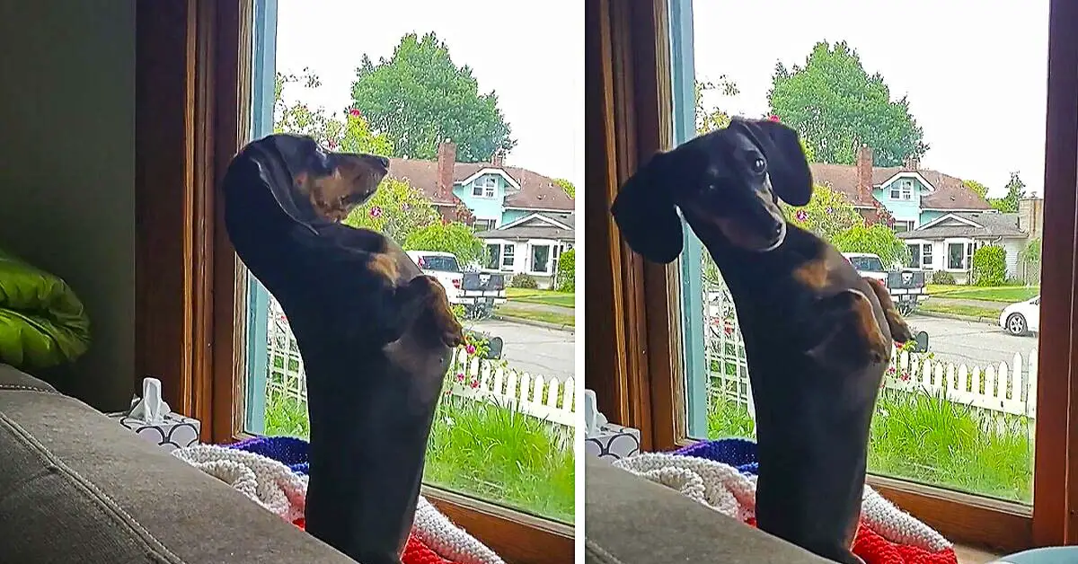 Dachshund Meerkat