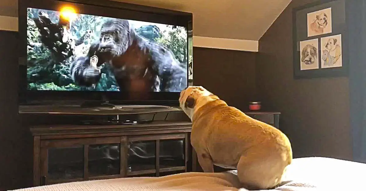 Dog Reacts to Movie