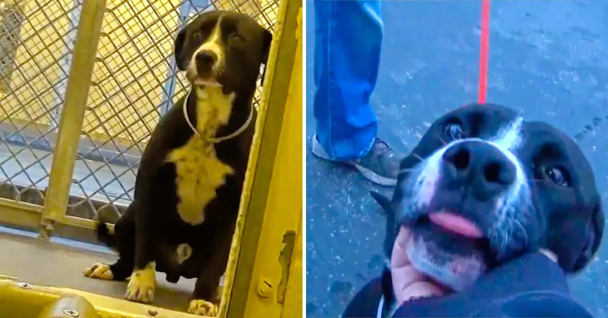 dog adopted