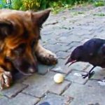 Dog plays with crow