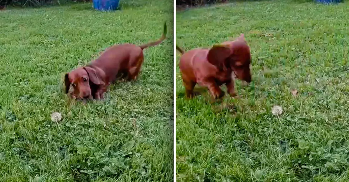 dog dandelion