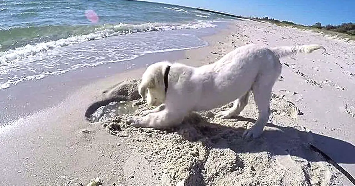 Puppy Digs Hole at Beach