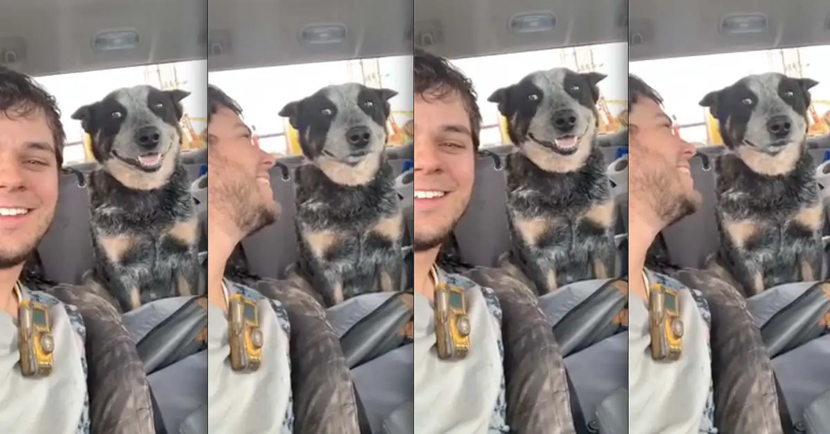 dog plays freeze game