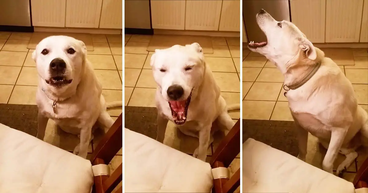Dog says blah, blah, blah