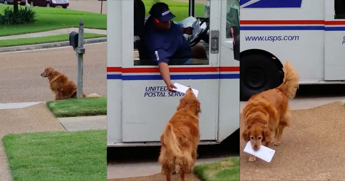 Dog Mailman