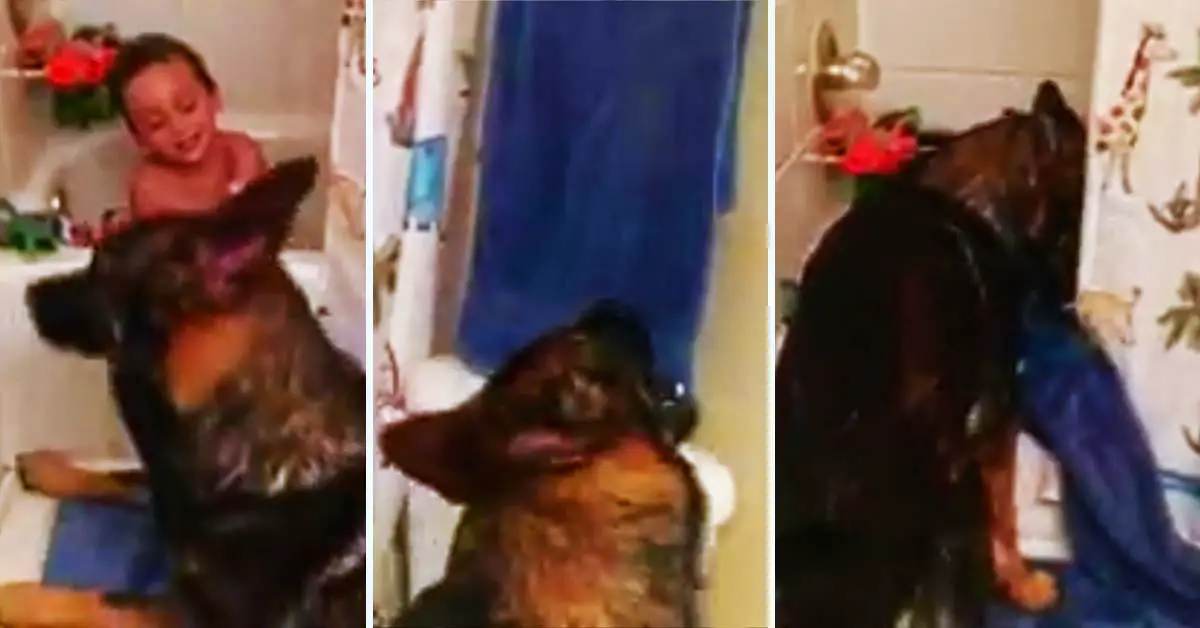 Dog gets towel