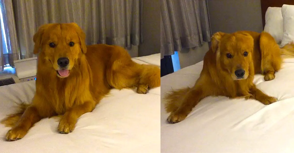 dog hotel bed
