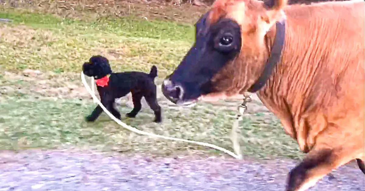 Dog leads cow for walk