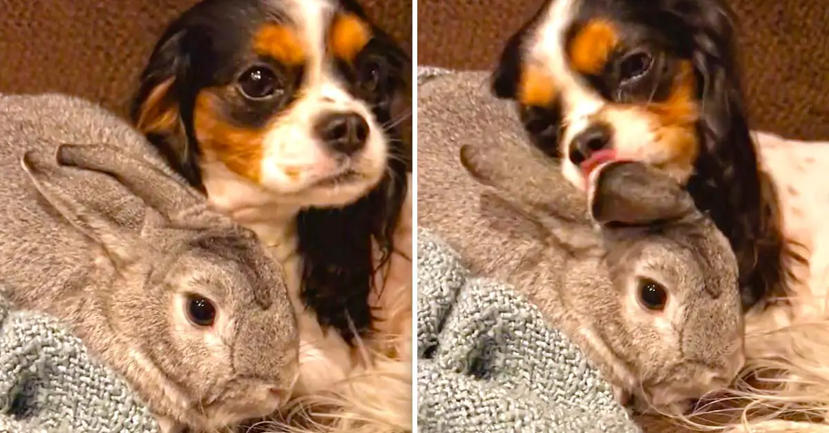 dog loves bunny
