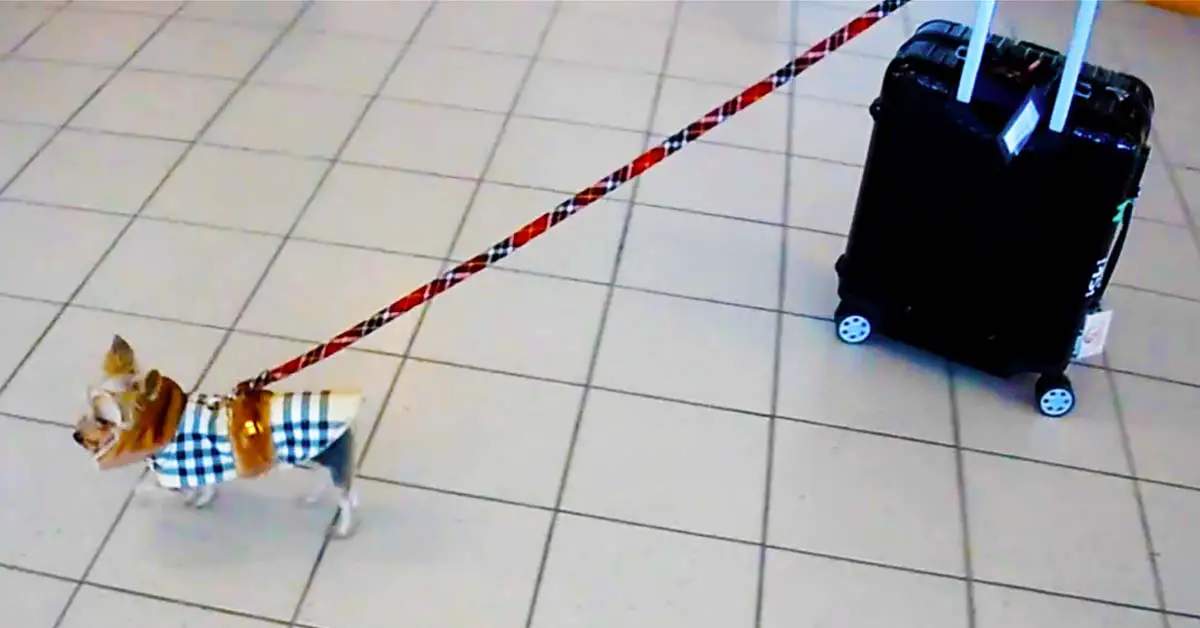 dog airport luggage