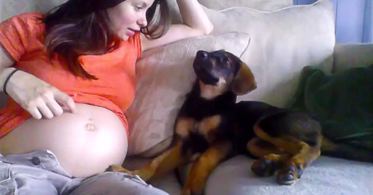 Dog with Pregnant Human