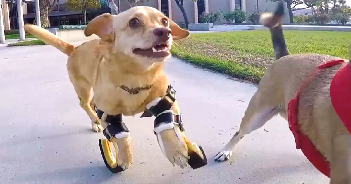 dog runs with prosthetics