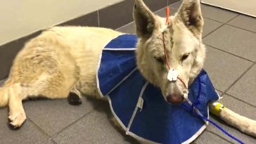 Dog Rescued After Being Hit by Car