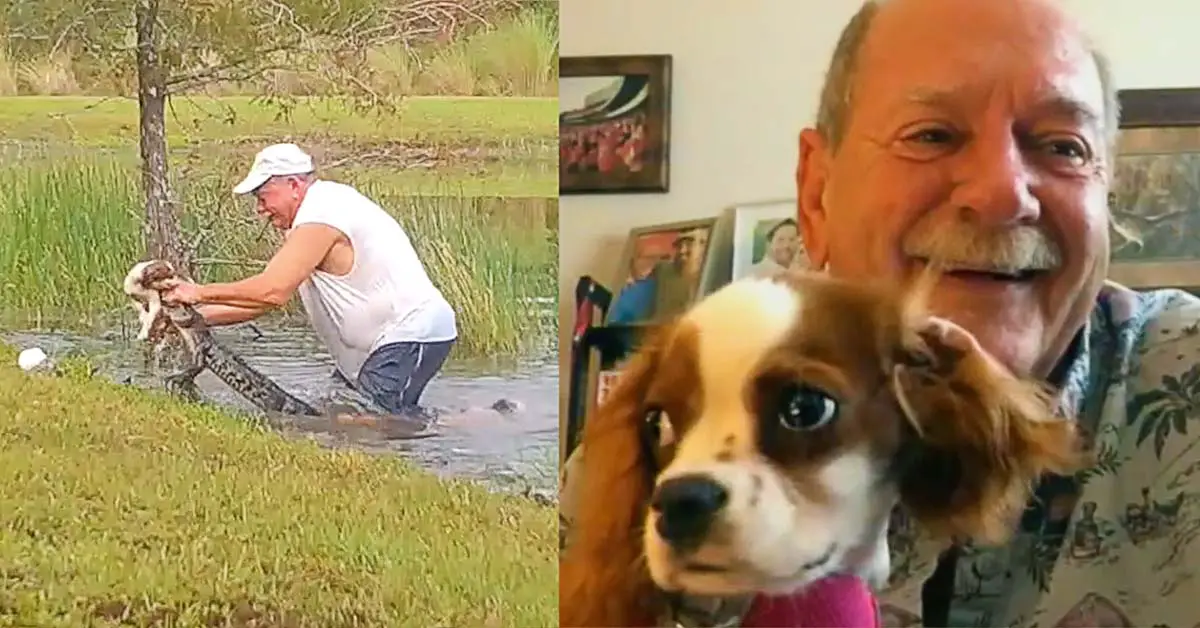 Man saves dog from alligator