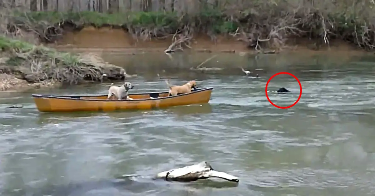 Dog Rescues Dogs in Kayak