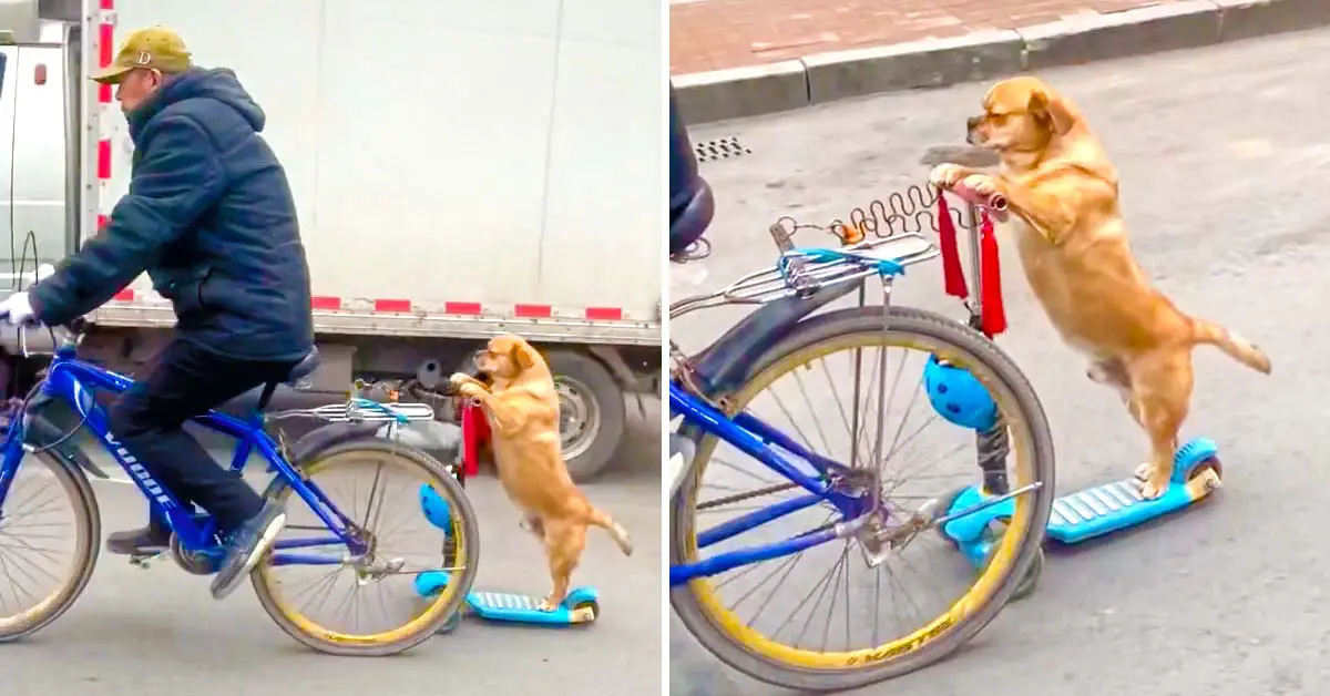 dog on scooter