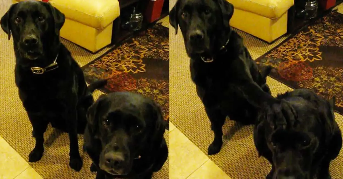 Dog snitches on brother