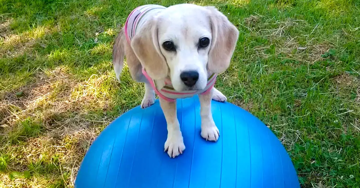 Dog spins on yoga ball