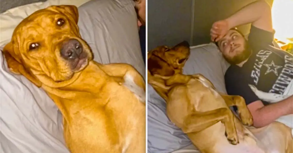 dog steals spot