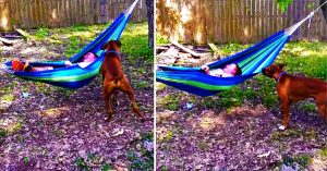 Dog swings hammock