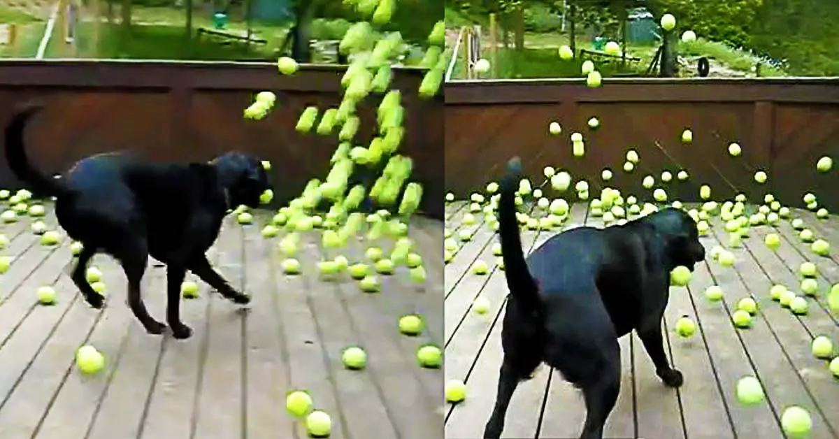 Dog with Tennis Balls
