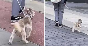 dog walks on leash